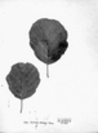 Asteroma alneum image